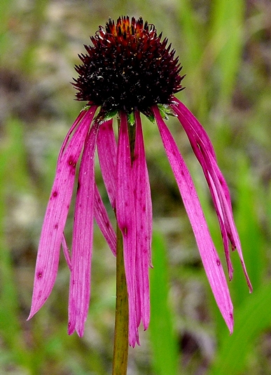 {Echinacea simulata}
